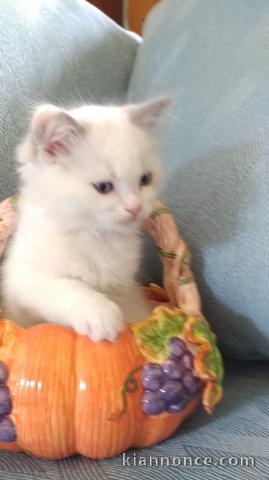 Superbe chaton Ragdoll disponible de suite 