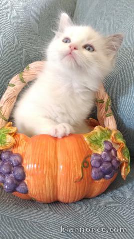 Superbe chaton Ragdoll disponible de suite 