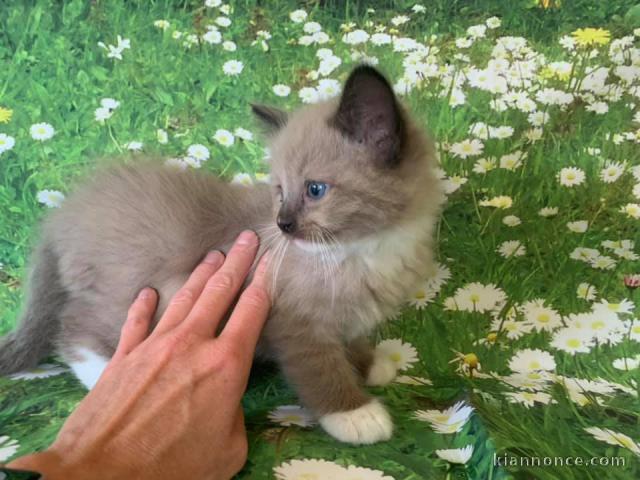 Superbe chaton Ragdoll disponible de suite 