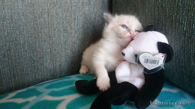 Magnifique chaton ragdoll LOOF