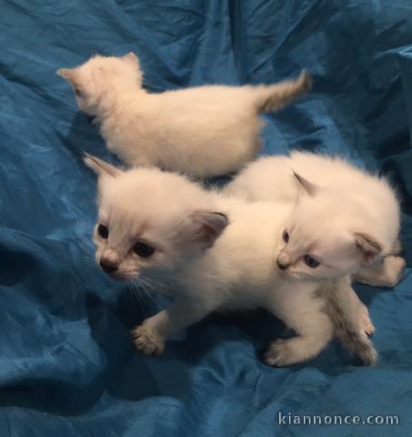 Superbe chaton Ragdoll disponible de suite 