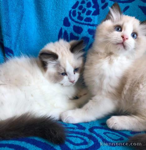 Superbe chaton Ragdoll disponible de suite 