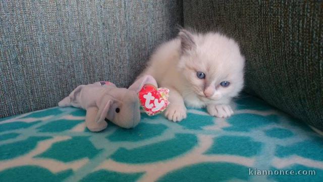 Superbe chaton Ragdoll disponible de suite 