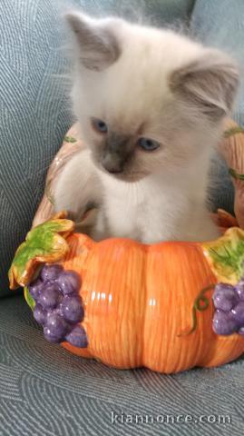 Magnifique chaton ragdoll LOOF