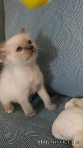 Superbe chaton Ragdoll disponible de suite 