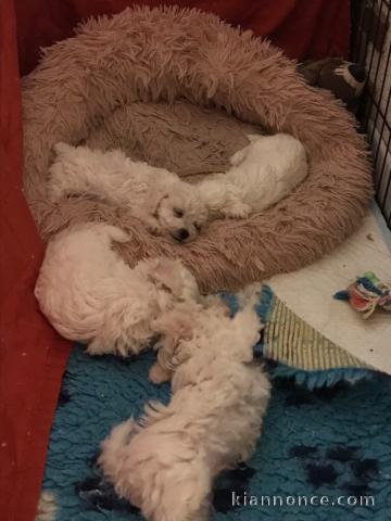 chiots bichons bolonais