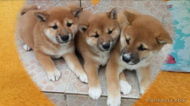 Chiots shiba inu lof pour bonne maman