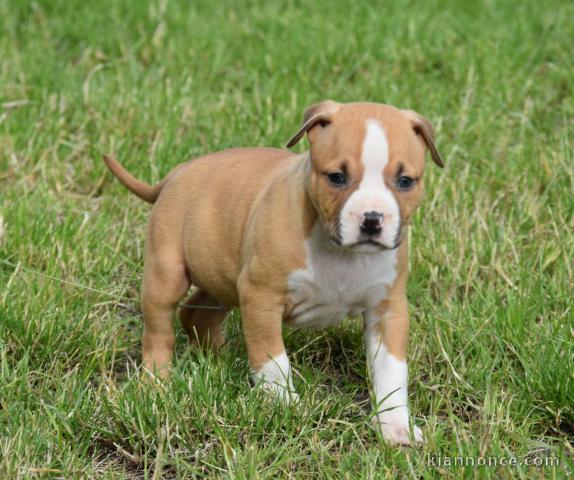 Donne chiot type Américan Staffordshire Terrier