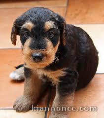 Donne chiot type Airedale Terrier