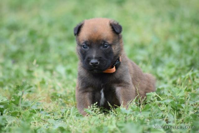 Donne chiot type   Berger belge 