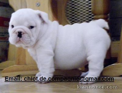 Donne chiot type Bulldog Anglais