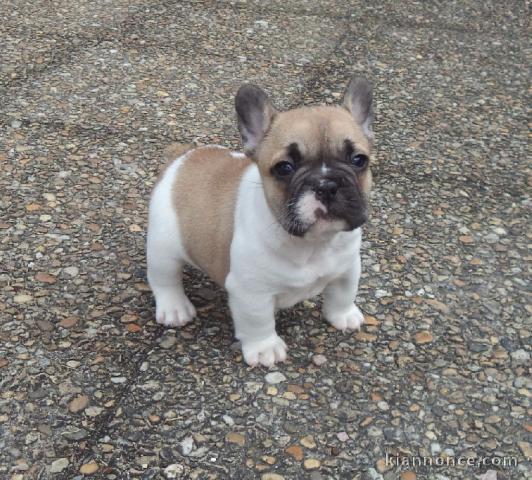 Je donnes chiot bouledogue français femelle