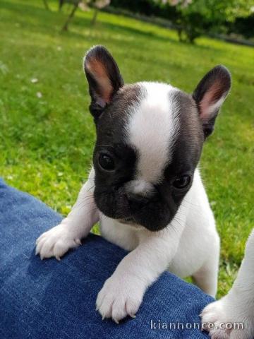 Je donnes chiot bouledogue français femelle