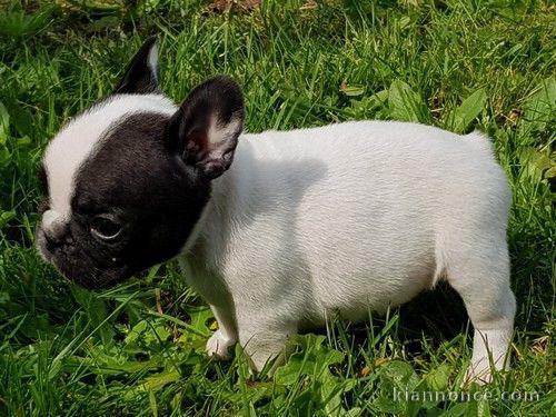 Je donnes chiot bouledogue français femelle