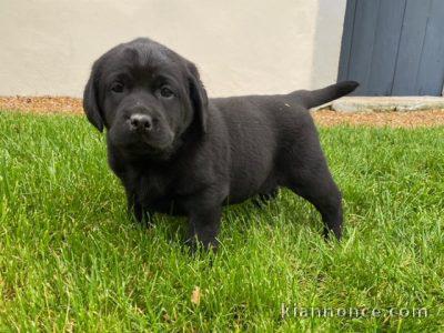 Donne chiot type Labrador