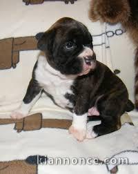 Magnifique  chiot Boxer à donner