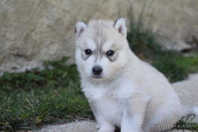 Donne chiot type Husky Sibérien