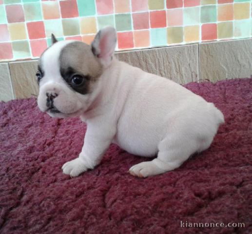 Chiot bouledogue français femelle