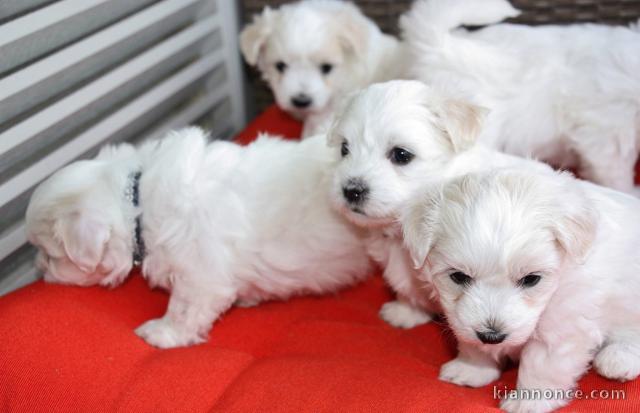 Donne chiot type Coton de Tulear