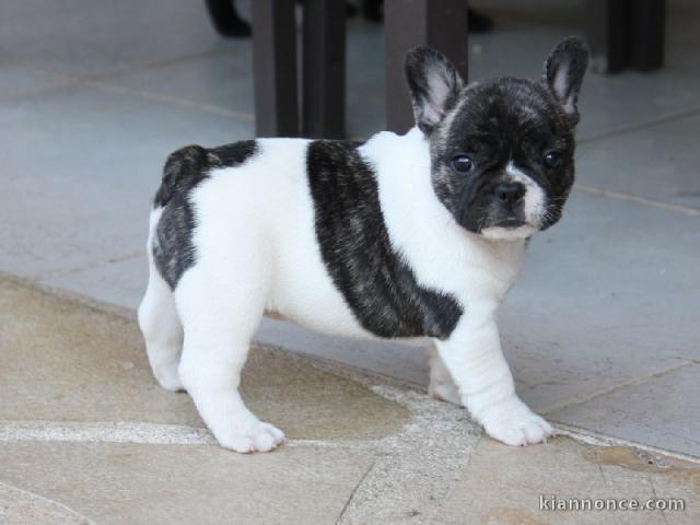 Chiot bouledogue français femelle