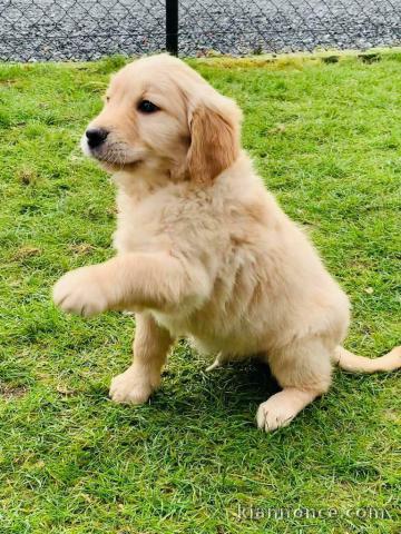 Donne chiot type chiot golden retriever