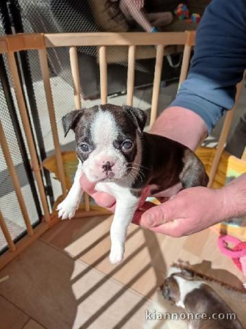 Chiots type Boston terrier