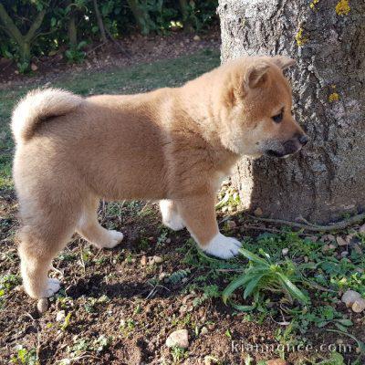 chiots shiba inu a donner