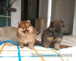 chiots spitz nain a donner