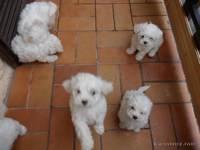 adorables bichons maltais a donner