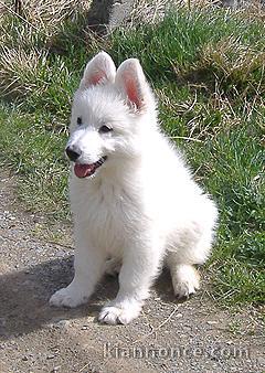 berger blanc suisse a donner