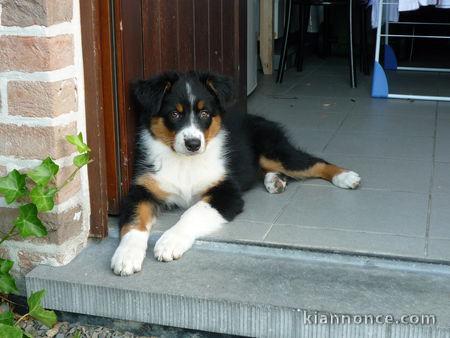 chiots berger australiens don