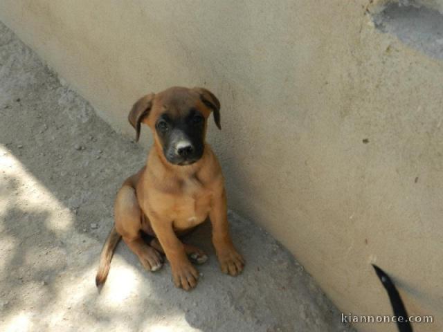 beau chiot boxer a donner