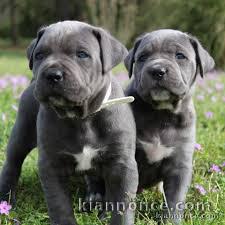 chiot cane corso a doner