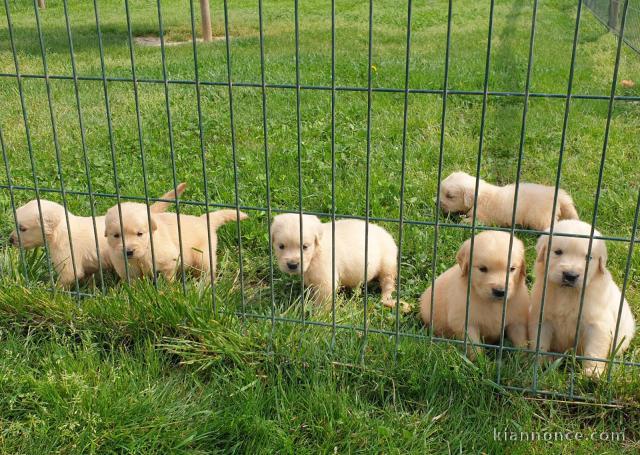 Donne chiot type  Golden retriever