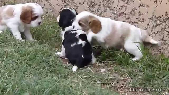 Donne chiot type Cavalier King Charles Spaniel