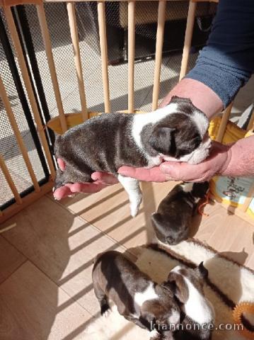 Chiots type Boston terrier