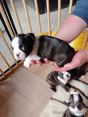 Chiots type Boston terrier