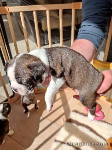 Chiots type Boston terrier