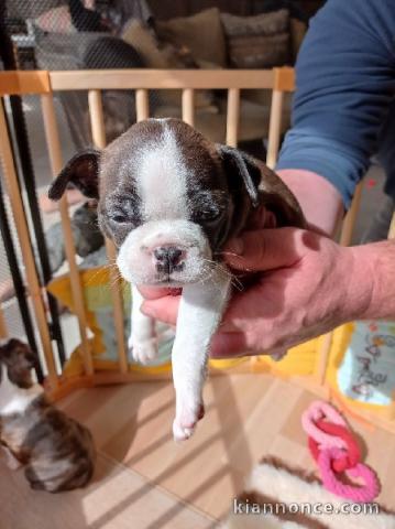 Chiots type Boston terrier