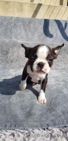 Chiots type Boston terrier