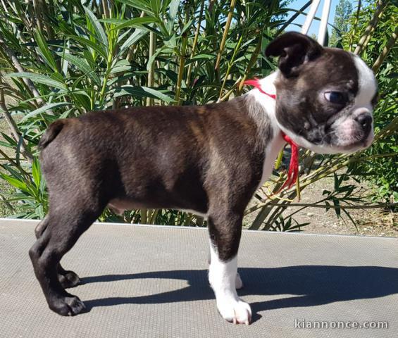 Chiots type Boston terrier