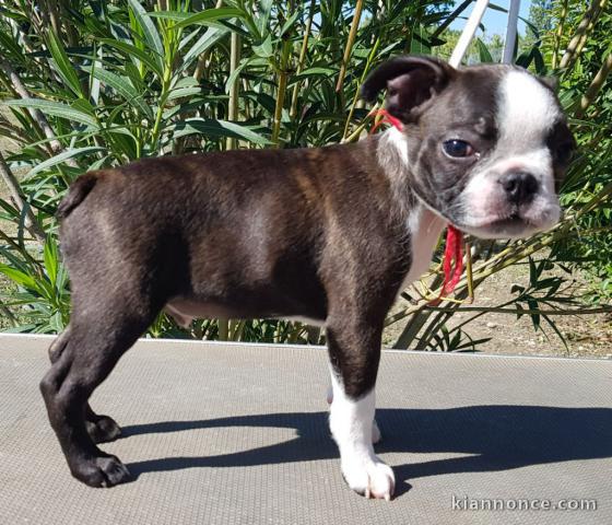 Chiots type Boston terrier