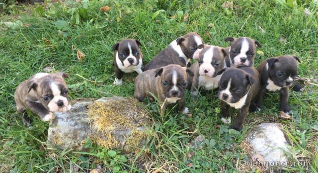 Chiots type Boston terrier