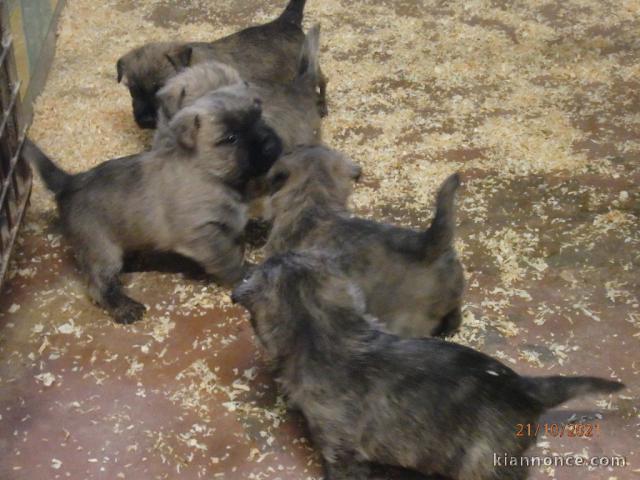 Chiots Cairn Terrier à donner