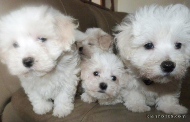 chiot bichon maltais a donner