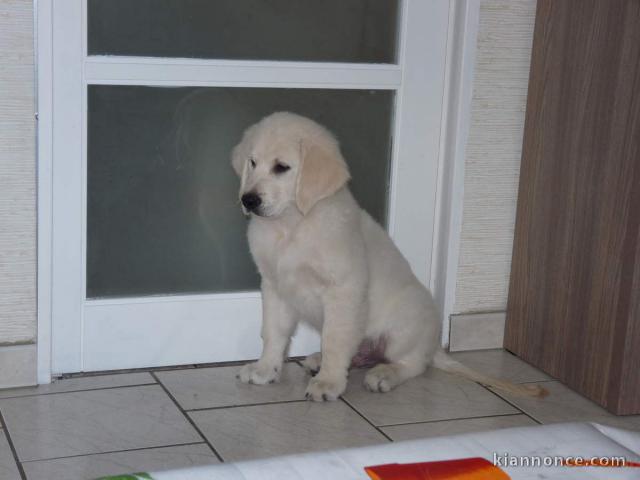 adorables chiots golden a donner