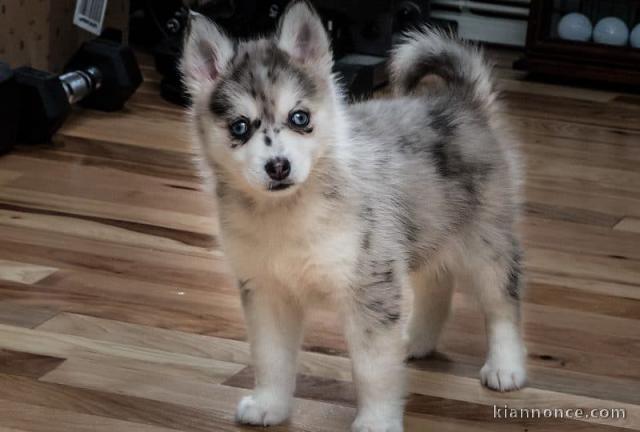 adorables chiots pomsky