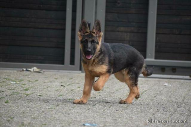 chiot berger allemand a donner