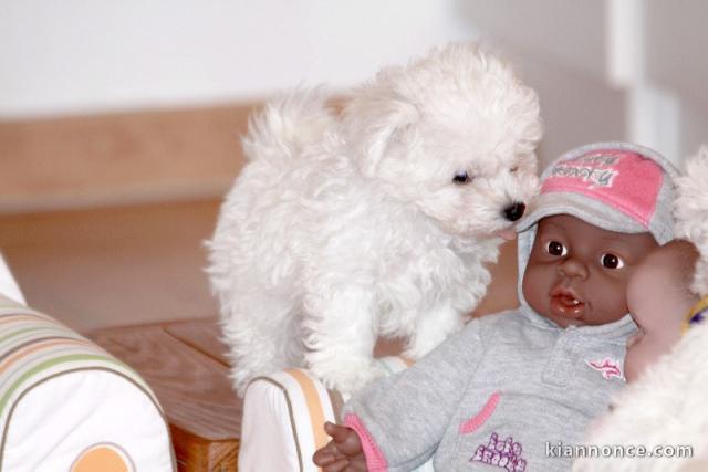 Splendide chiot  de type Bichon Frisé A donner