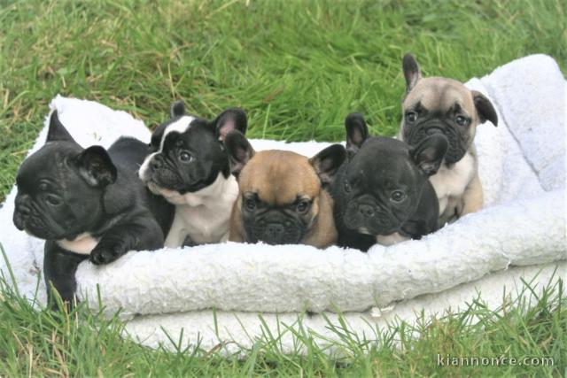 chiots type Bouledogue français 